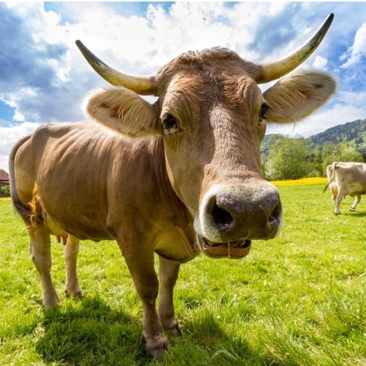 🐮牛