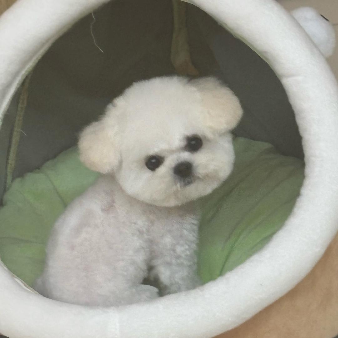 狗火火