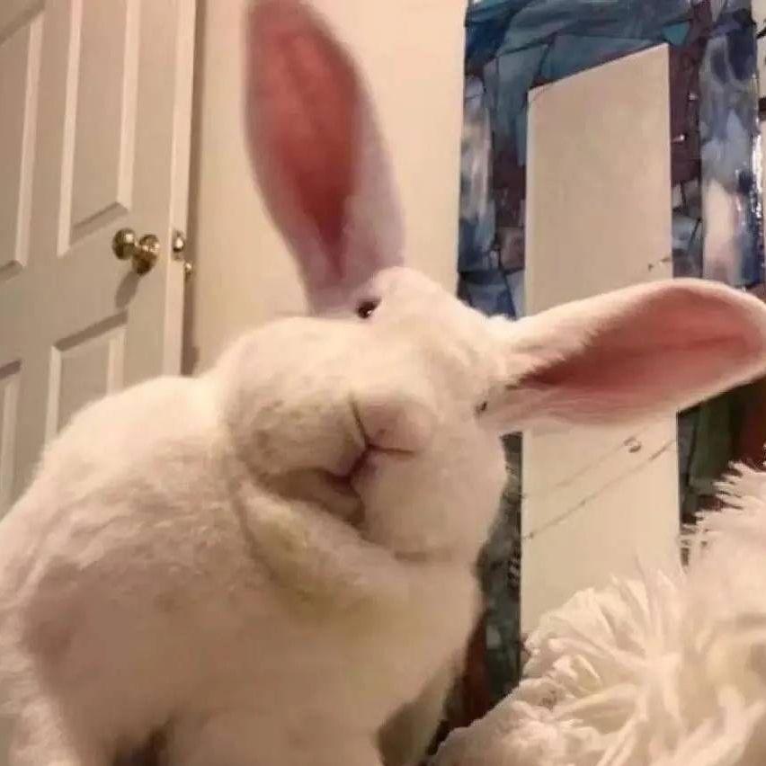 艾晨🐰（见过徐佳莹版）