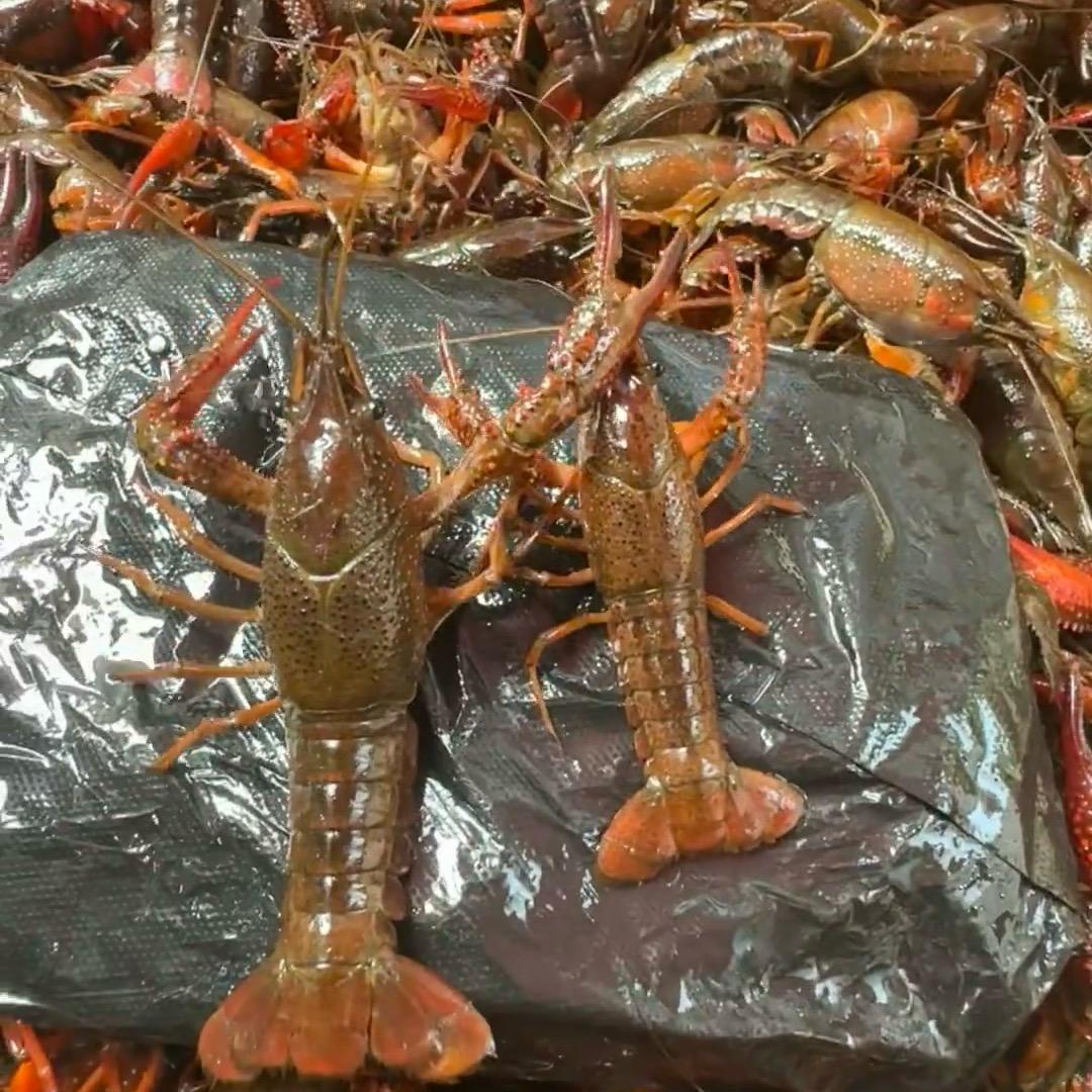 精品龙虾一手货源