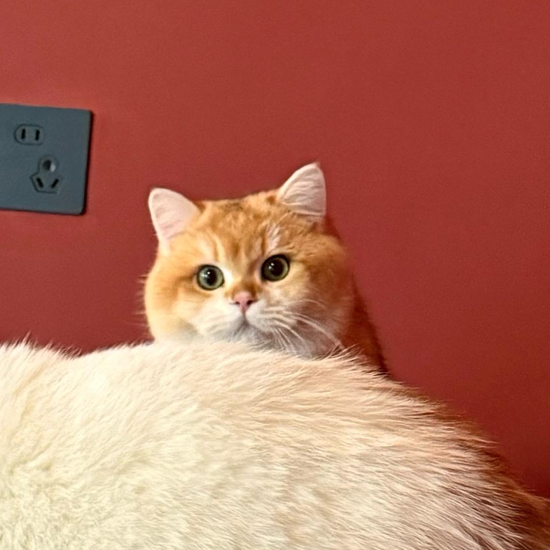 屁大墩🐱