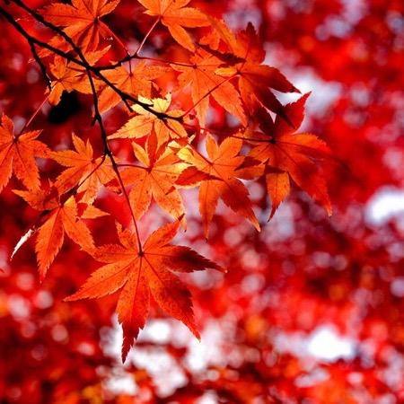 🍁枫叶