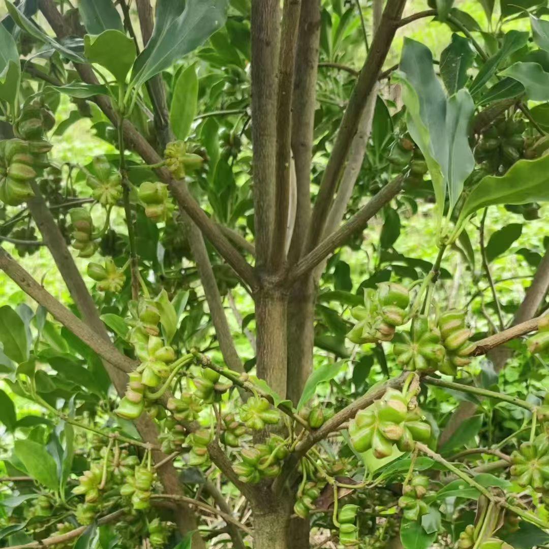 古龙丽敏八角嫁接苗圃