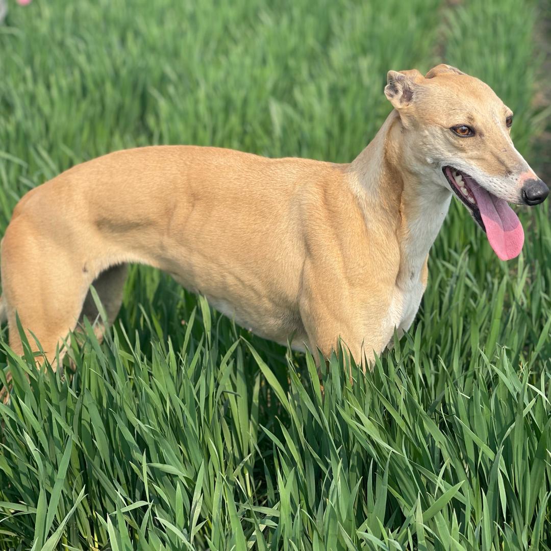 山东格力养殖（代淘）