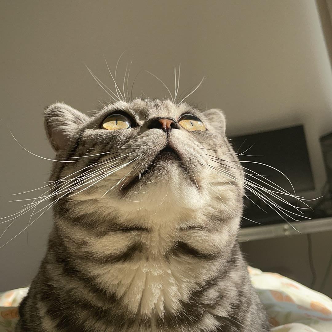 王点点