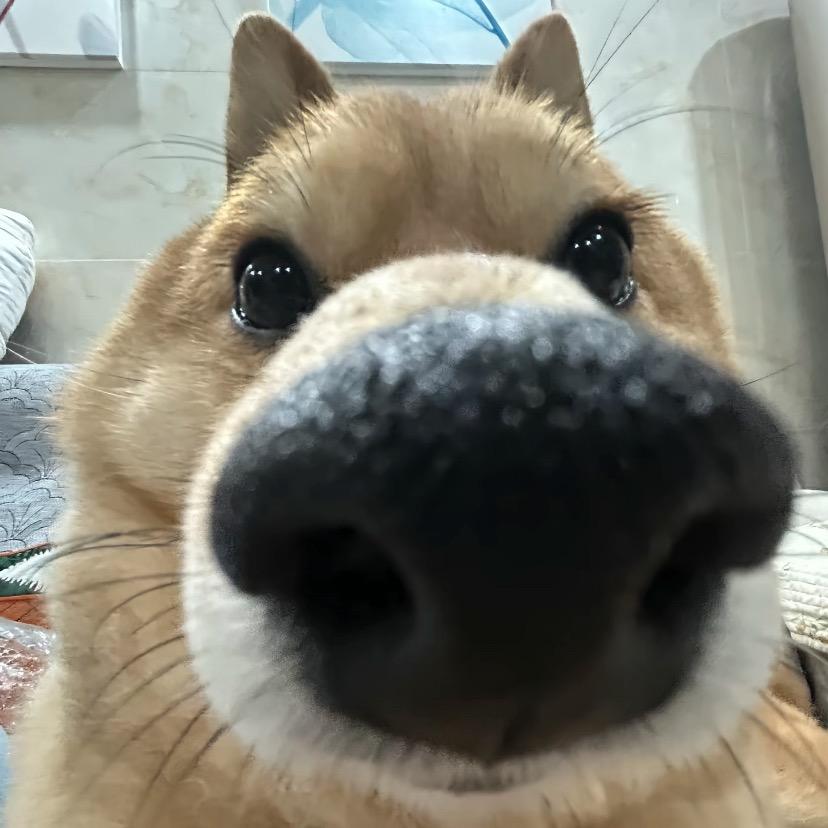 小恐龙