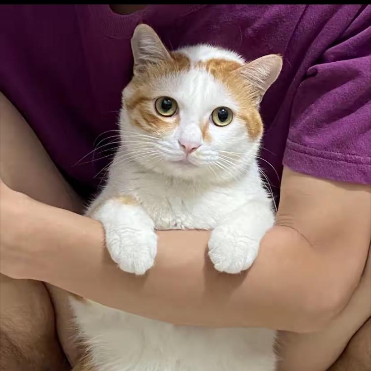 温知夏