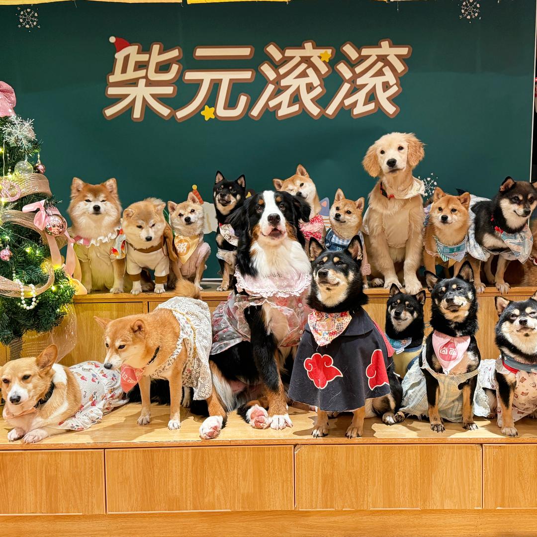 柴元滚滚萌宠咖啡厅（原力场）