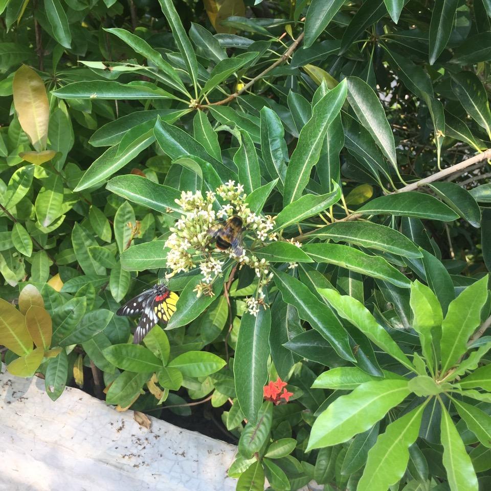 小屁孩