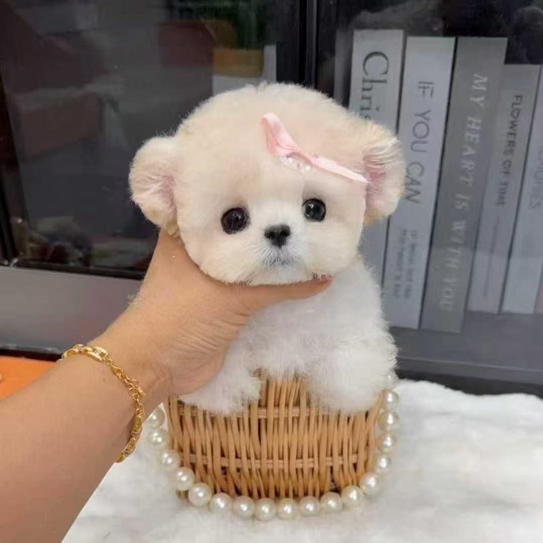 长沙宠物乐园
