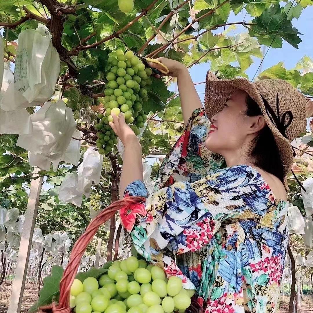 上海马陆小仙女葡萄园
