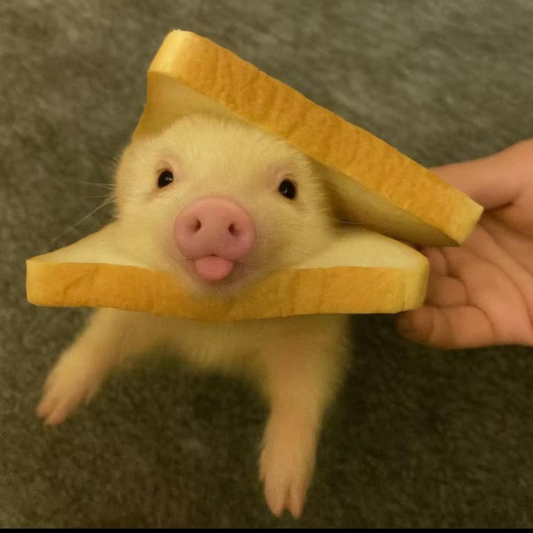 呆呆