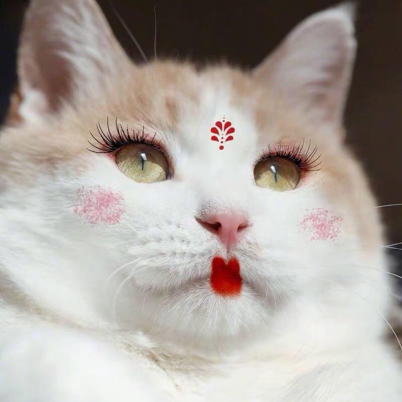 喵咪