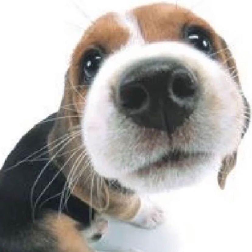 人造比格犬