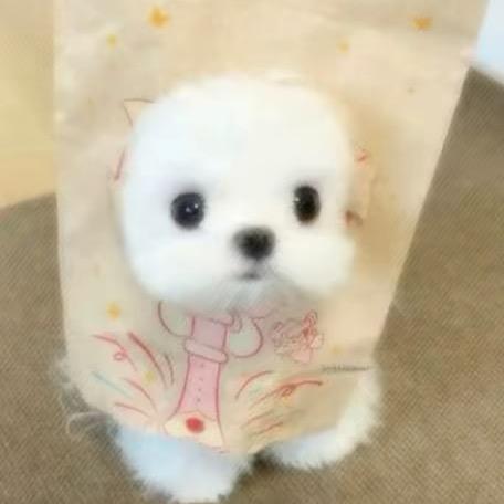 兰亭序.