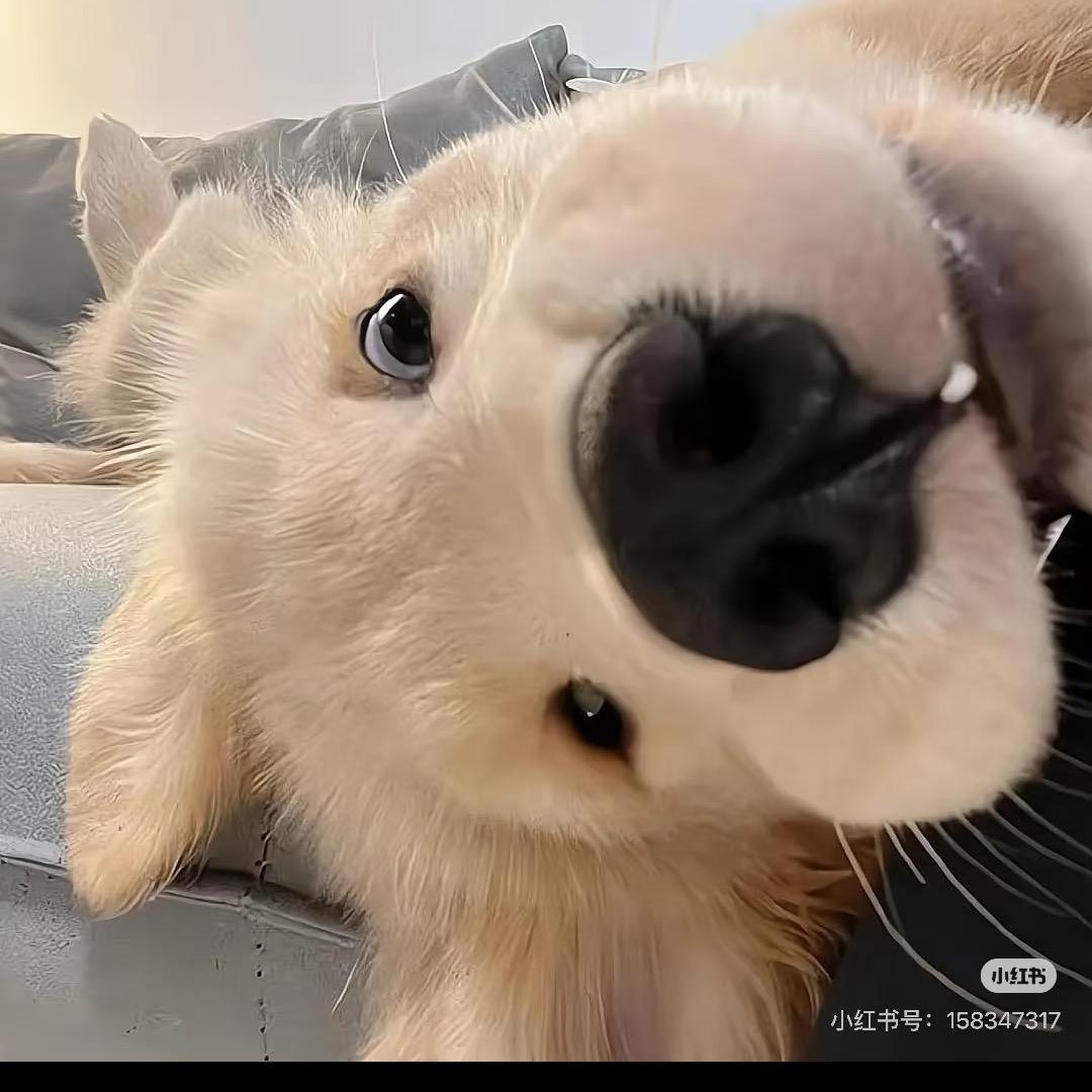 老头乐