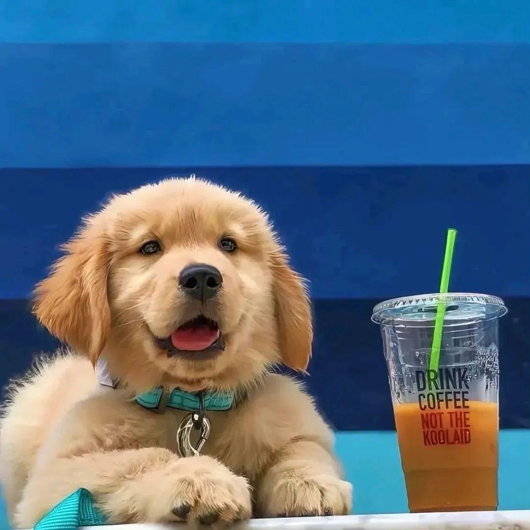 晕头小🐶