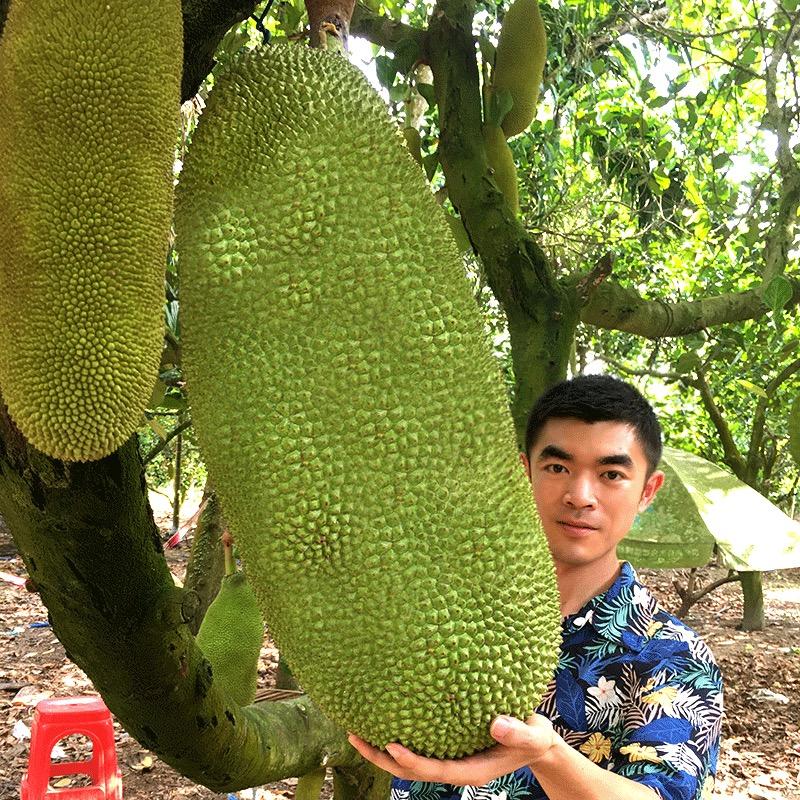 靖哥哥
