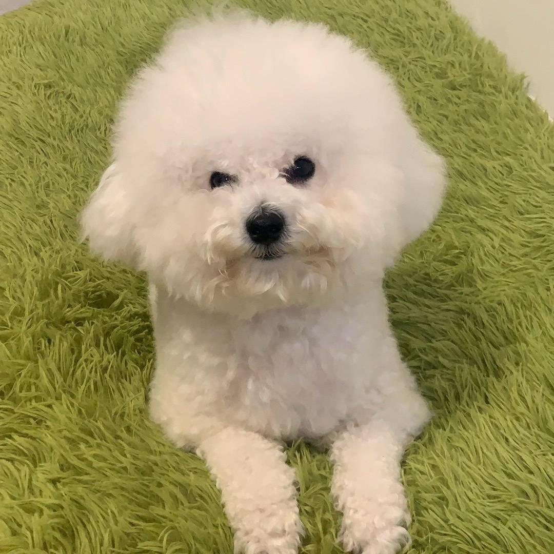 可乐是只小比熊(真心话版)