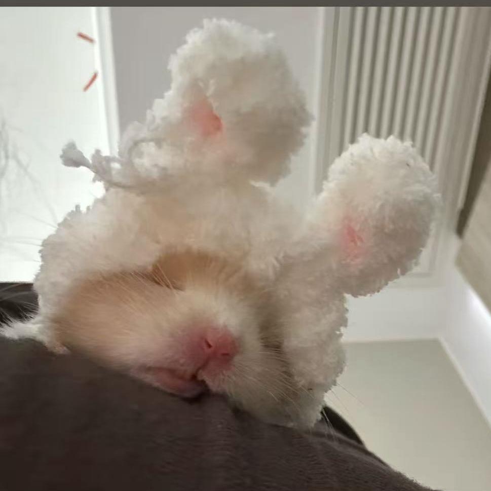 双皮奶喔一西₍ᐢ..ᐢ₎