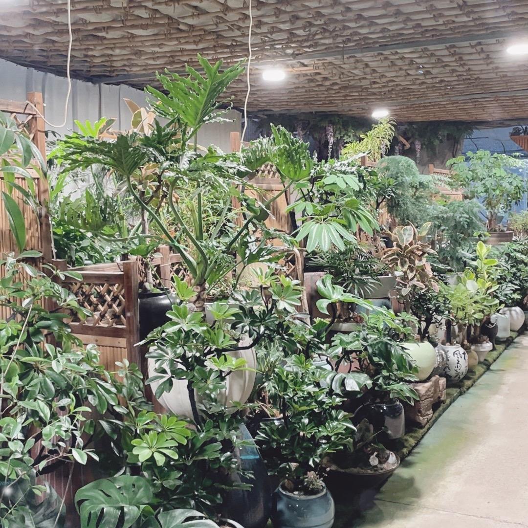 老凡绿植花卉