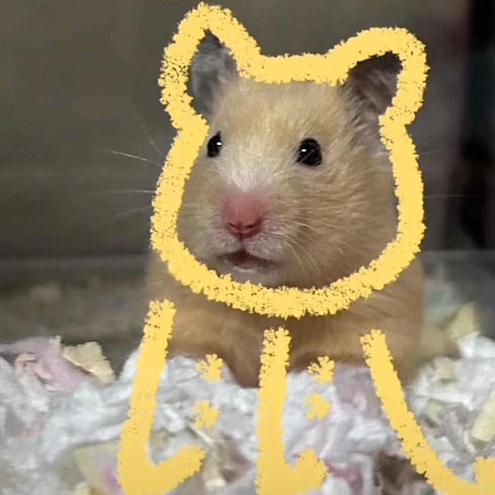 鼠🐭