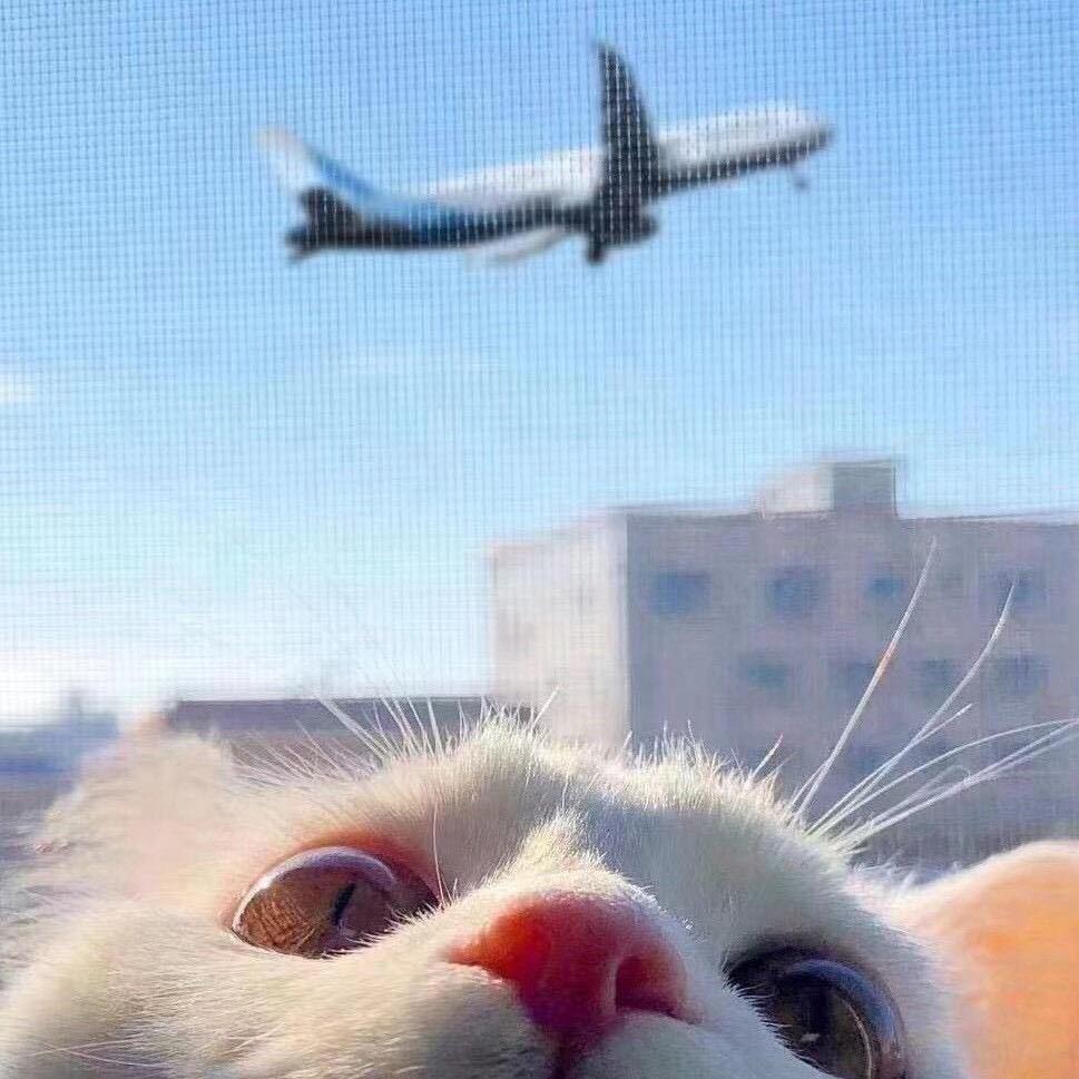 奥利奥