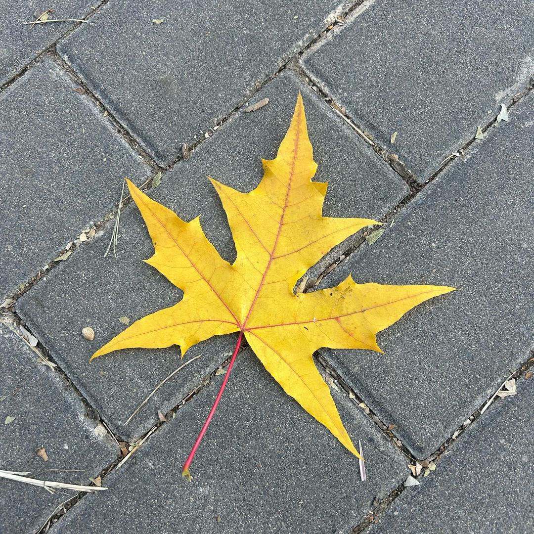 爱樱花的小昭