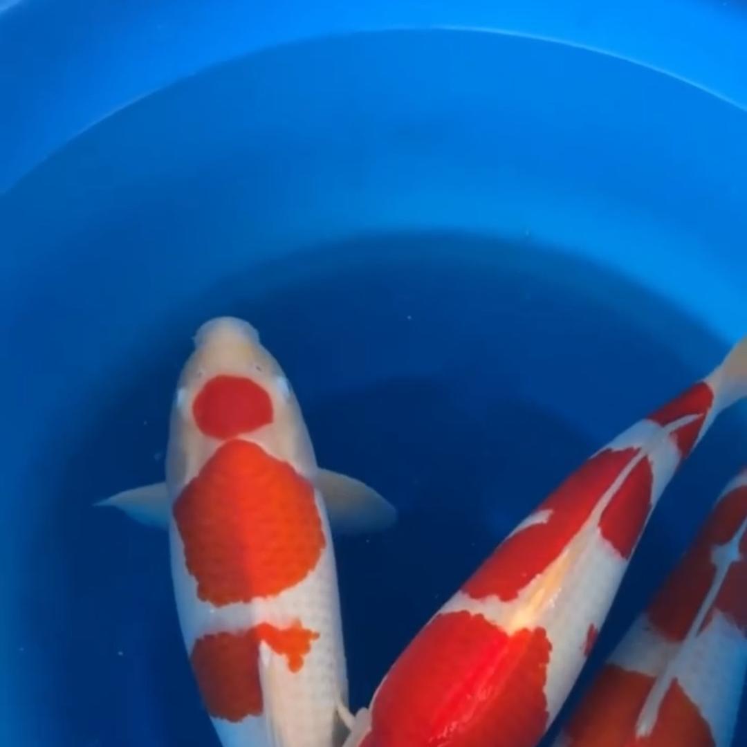 甘罗孤观赏鱼养殖