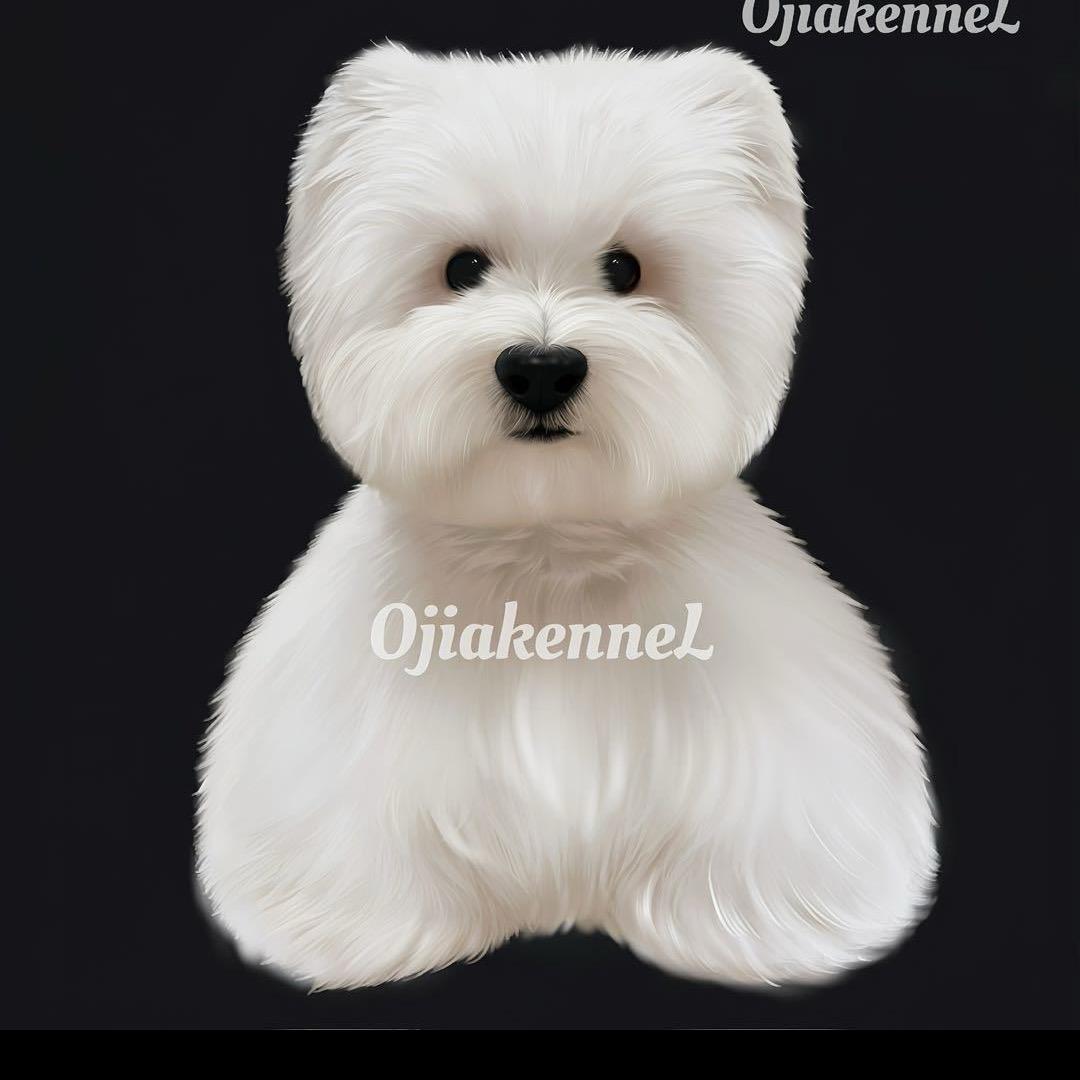 奥力爸的西高地