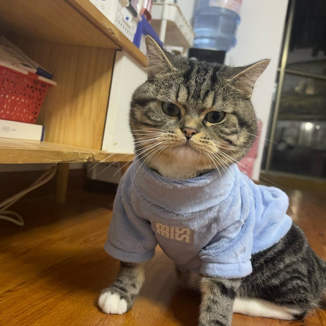 夹心狗