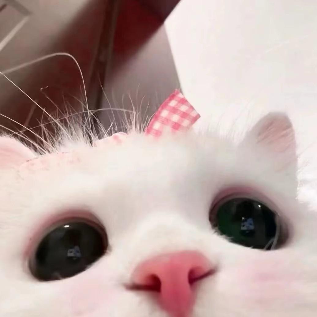 齐刘海.