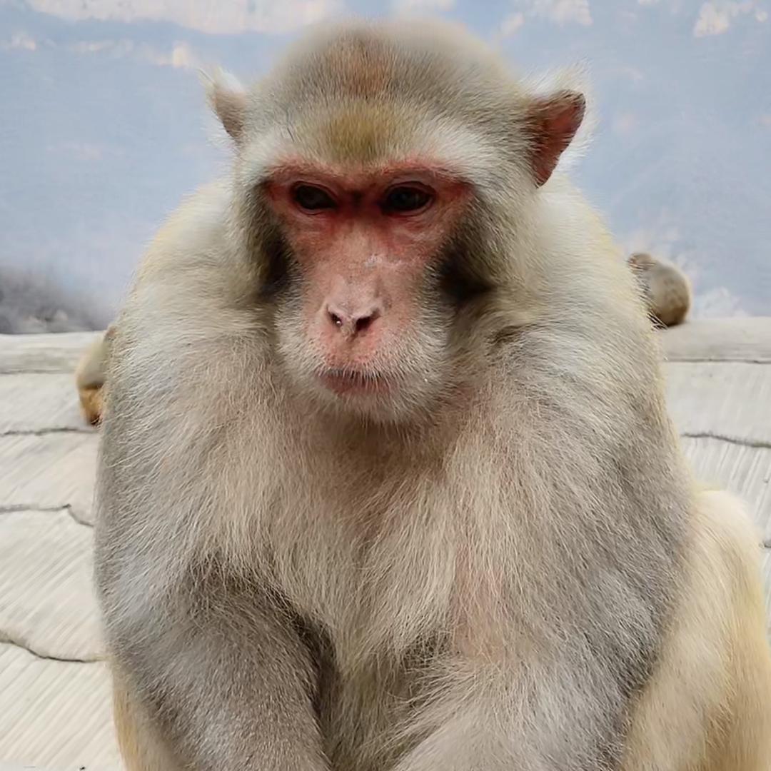 🐒