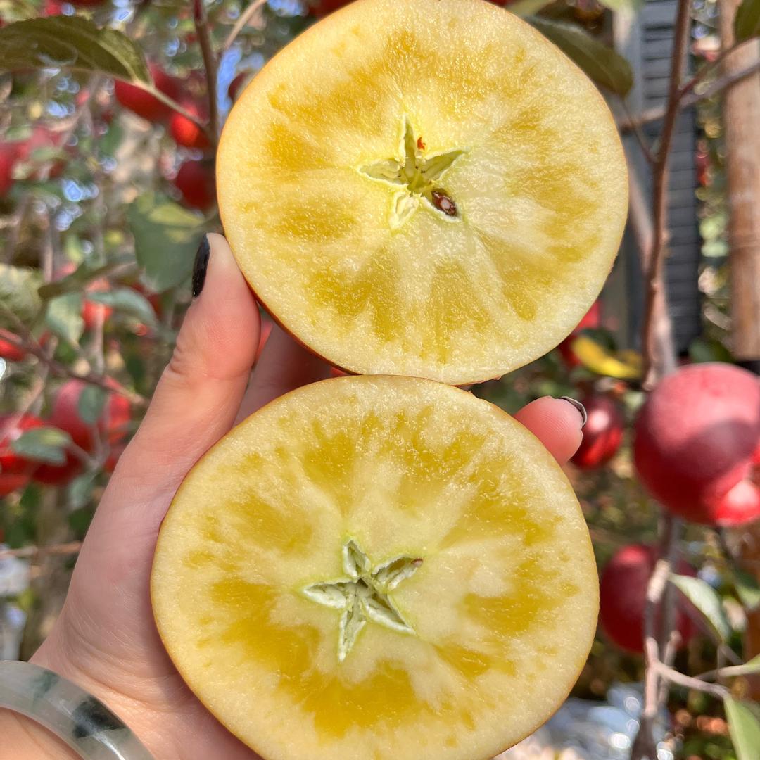 明天到正宗昭通红富士丑苹果