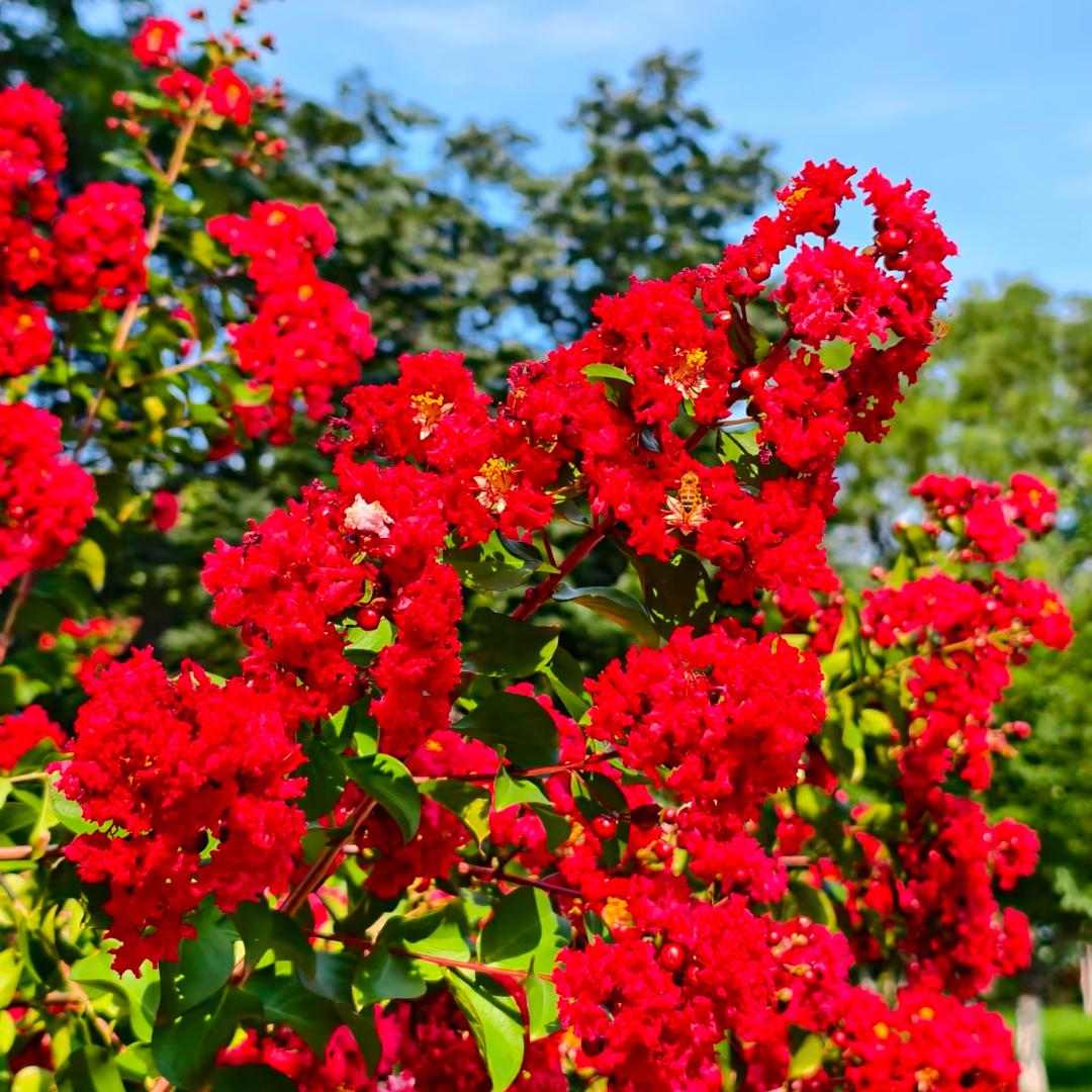私语花园花卉基地直销号