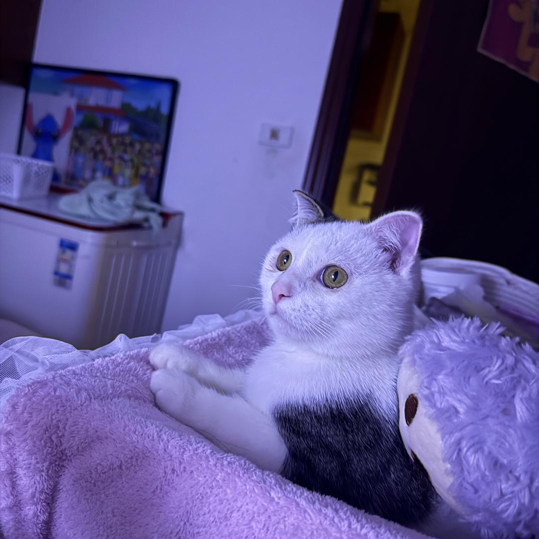 小咪