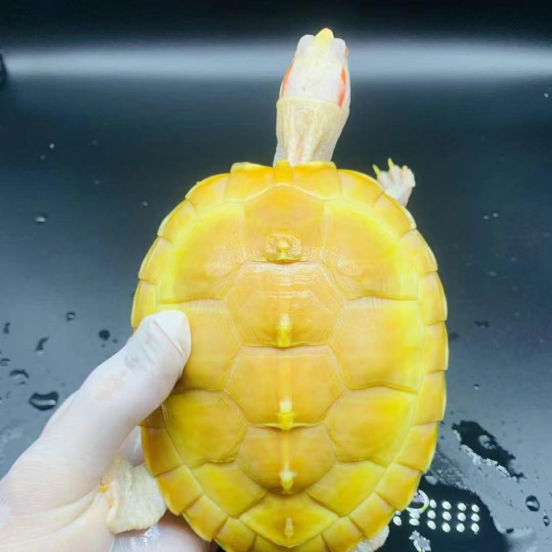 聚鑫福水族