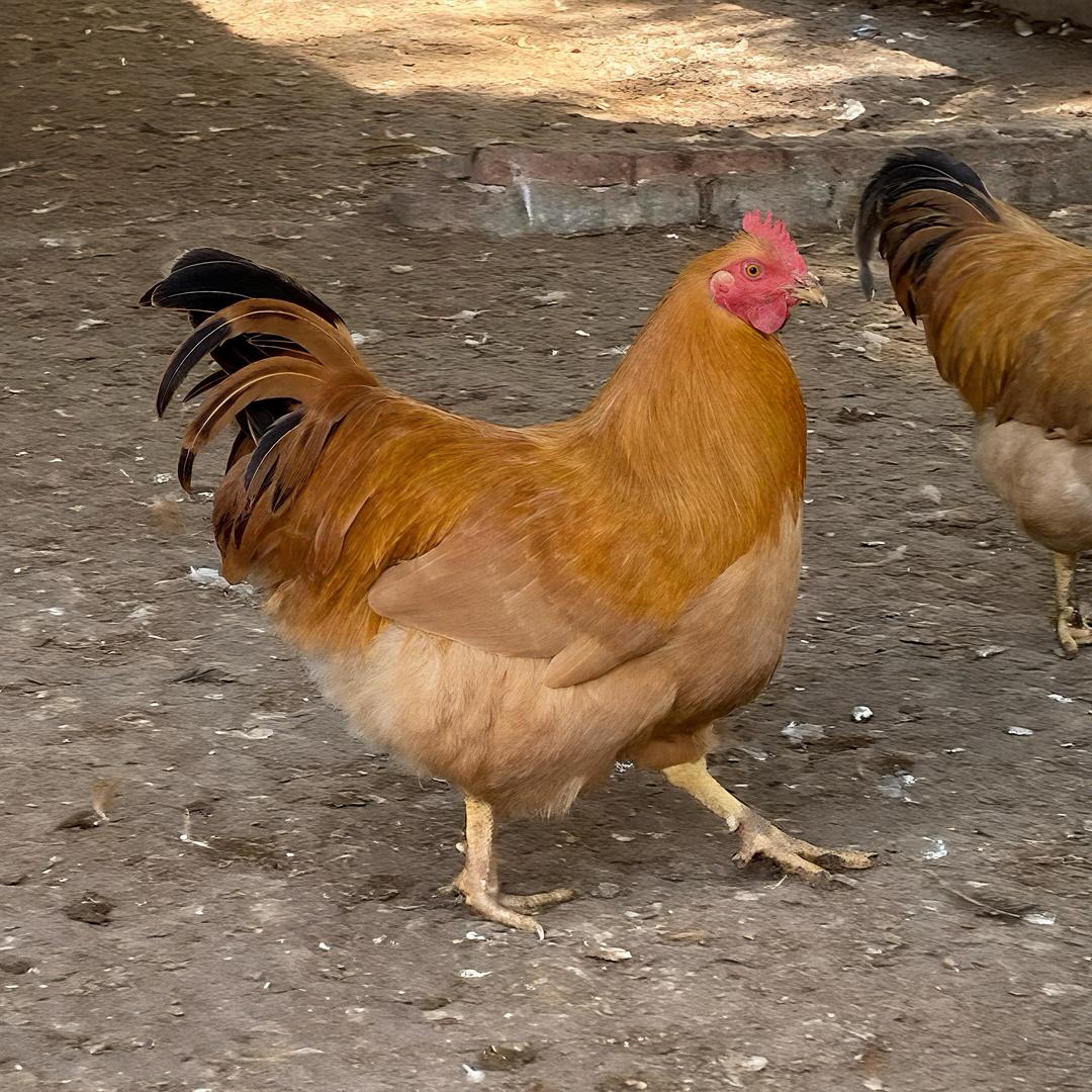 广西人在江门养鸡