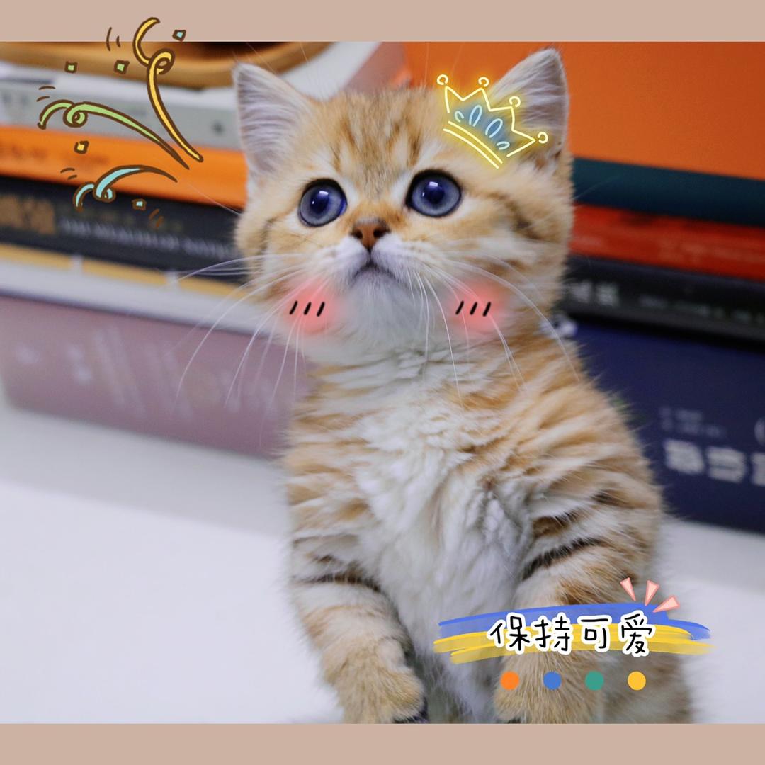 豆腐小短腿🐯