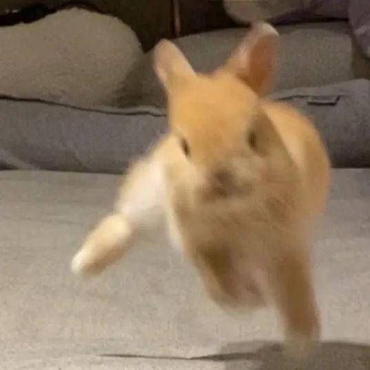 袁圈圈