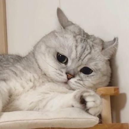 滋滋不是猪猪