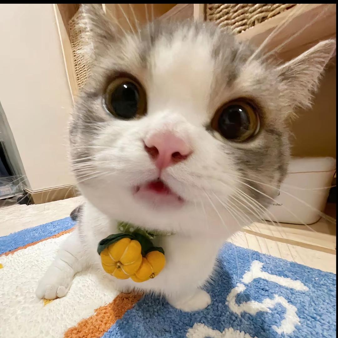 ᥫᩣ维尼小熊🍯