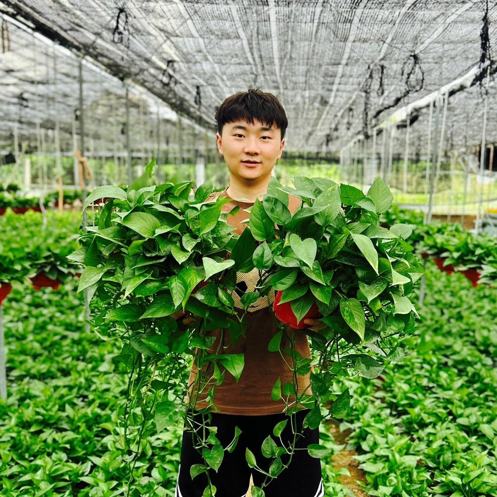 绿芯彤园艺
