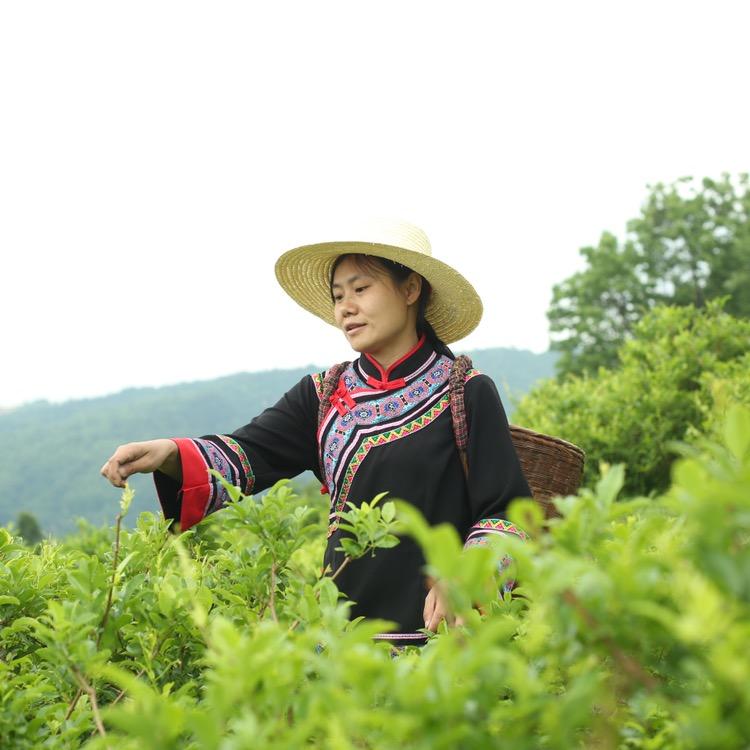 聚天门莓茶胡蓉