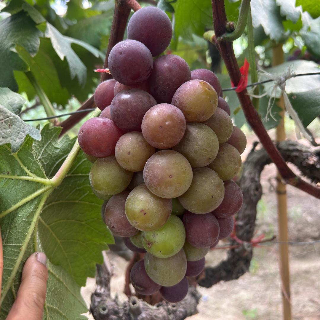 Yuanzheng-Grape-bang