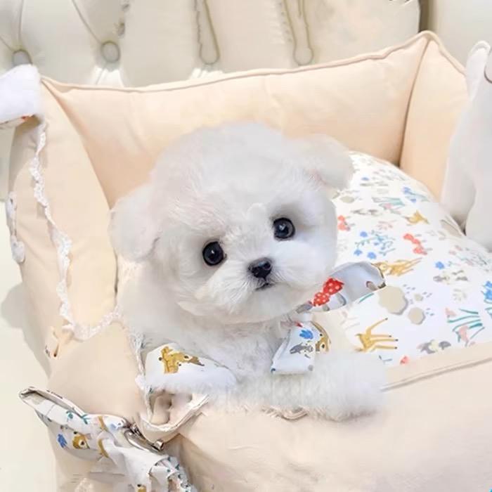 小赵养狗