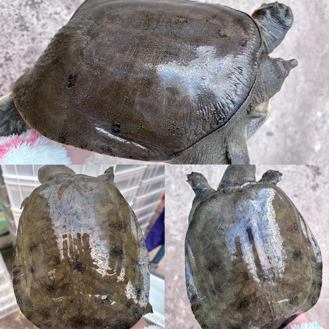 生态甲鱼（红建生态甲鱼基地）