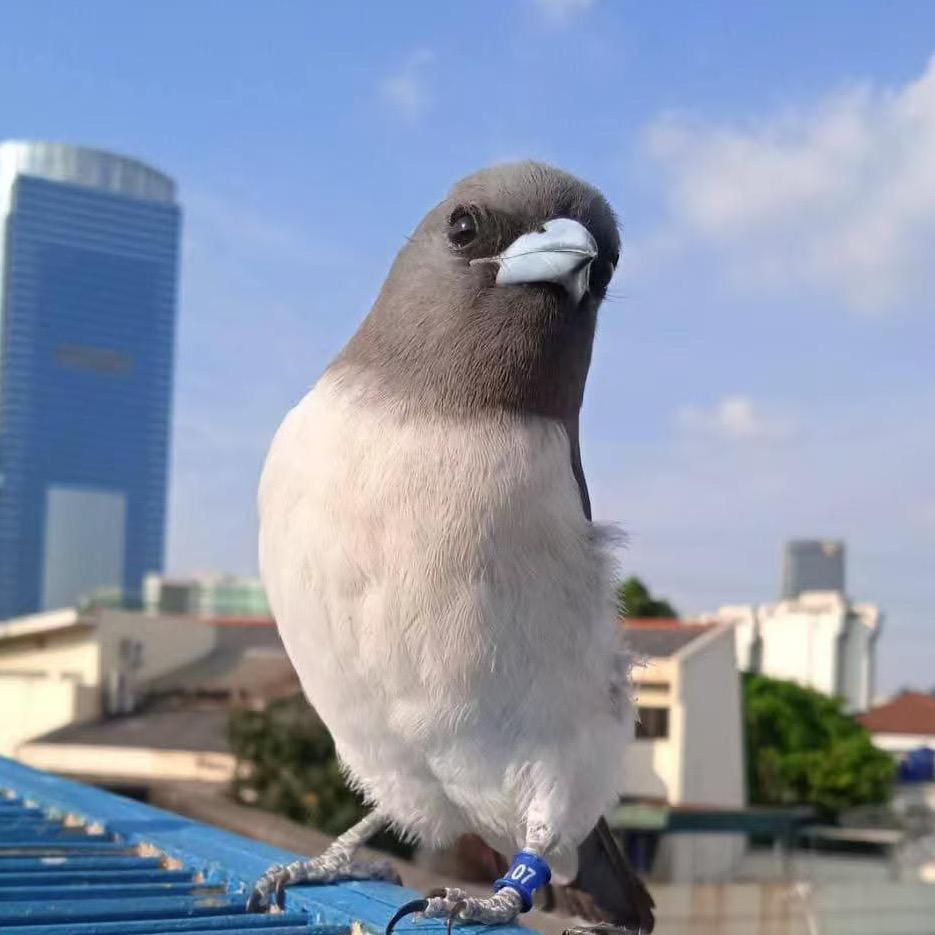 阿狗（灰燕鵙）