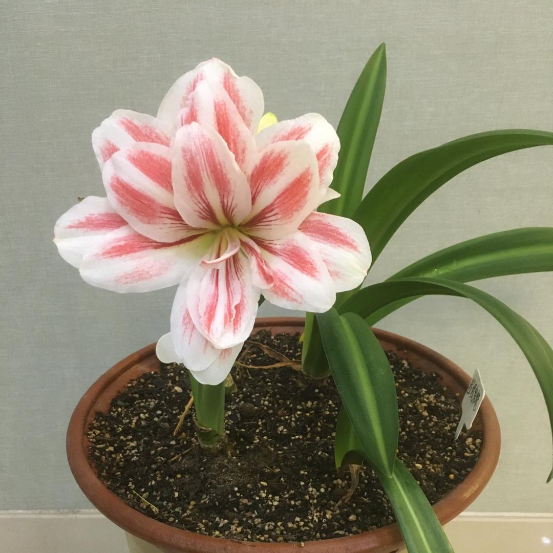 群芳花苑朱顶红