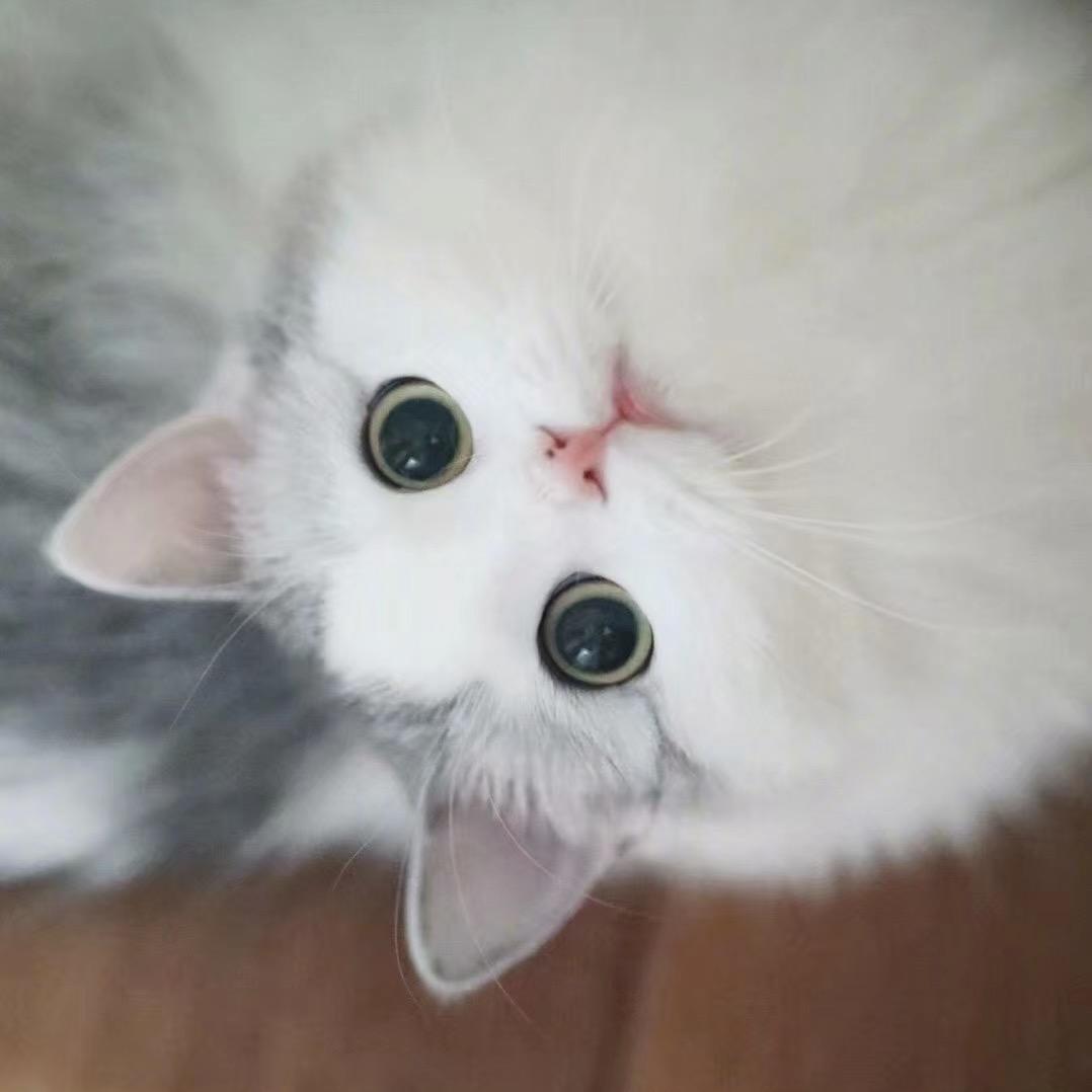 梦